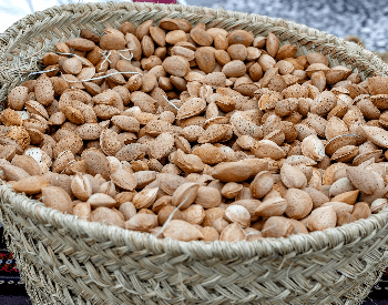 A picture of a basket of freshly harvested almonds