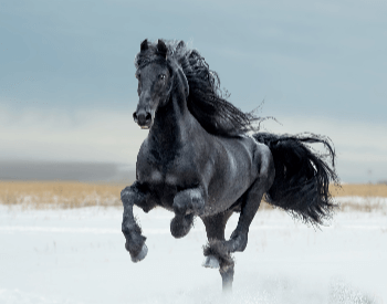 A picture of a black Friesian horse