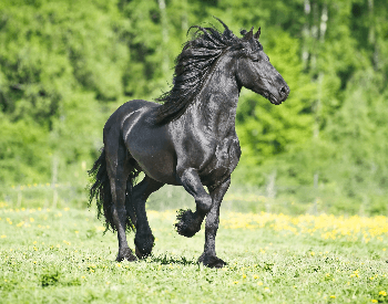 A picture of a Friesian horse stomping