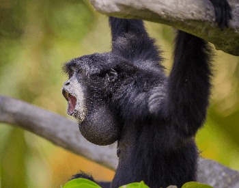 A picture of a black howler monkey howling
