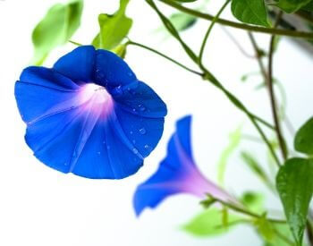 A picture of a blue morning glory flower