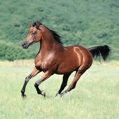 A Picture of an Arabian Horse
