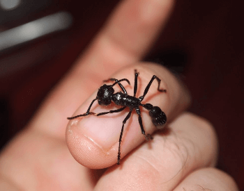 A photo of a bullet ant on a human finger