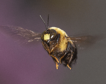 A picture of a bumble bee in mid-flight