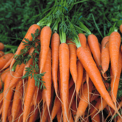 A Picture of Carrots