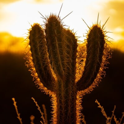 A Picture of a Cactus