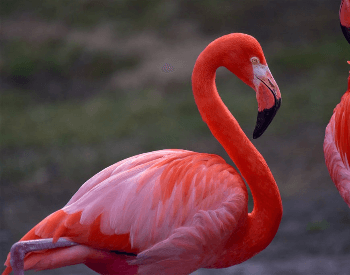 A close-up photo of a Caribbean flamingo