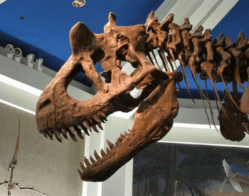 The skull of a Carnotaurus