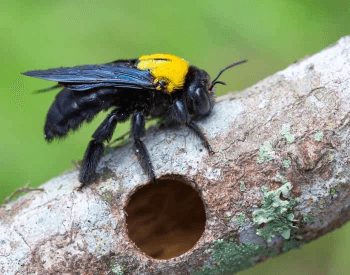 A picture of a carpenter bee by its hole