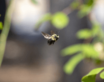 A picture of a carpenter bee in mid-flight