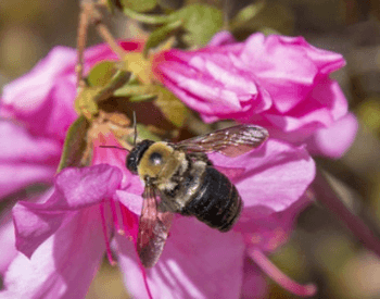 A picture of a carpenter bee on a flower