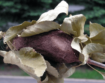 A photo of a cecropia moth's cocoon