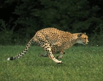 A picture of a cheetah running