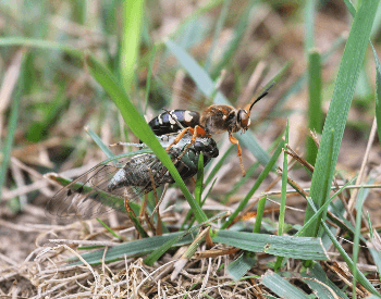 A photo of a cicada killer wasp