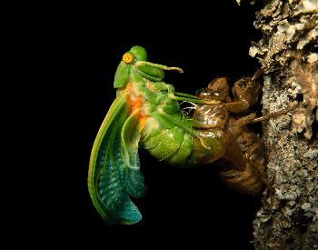 A picture of a Cicada molting
