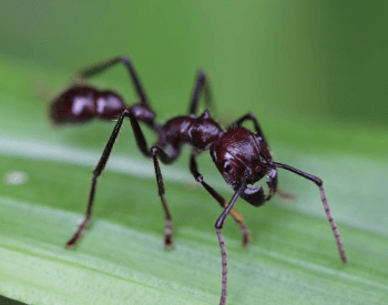 A close-up picture of a bullet ant's body