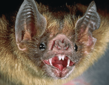 A picture of a common vampire bat head