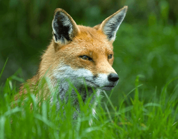 A close-up of a fox head.