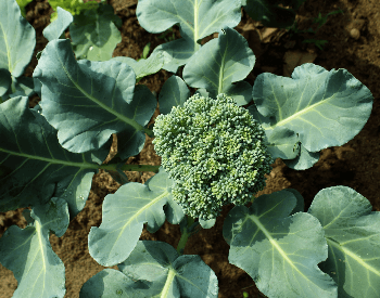 A picture of broccoli planted in the ground