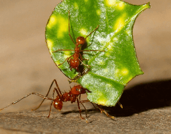 A close-up picture of two leafcutter ants