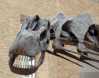 A close-up picture of an Argentinosaurus's Skull.