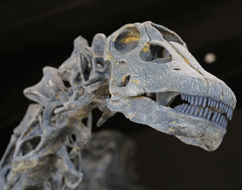 A close-up picture of an Brontosaurus's skull and teeth.