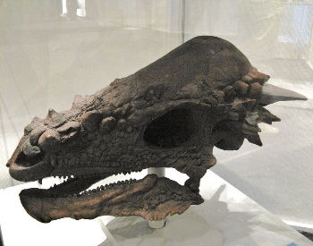 A close-up photo of a Pachycephalosaurus Wyomingensis skull