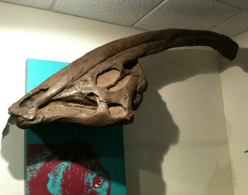 A close-up photo of a Parasaurolophus walkeri skull.