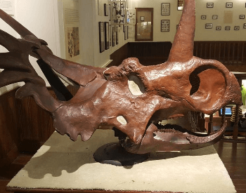 A close-up photo of a Styracosaurus Albertensis skull.