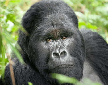A close-up picture of a gorilla.