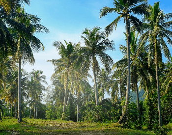 A picture of a very large coconut plantation