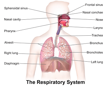 A diagram of the entire human respiratory system