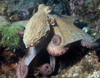 A picture of the common octopus (Octopus vulgaris)