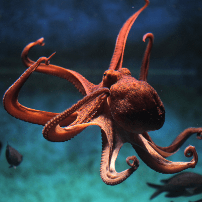 A Picture of a Octopus