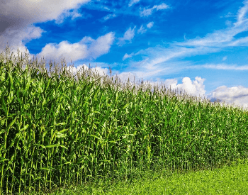 A picture of a cornfield