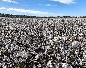 A picture of a cotton field
