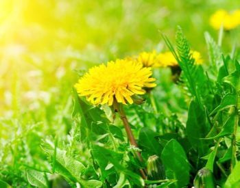 A picture of a dandelion