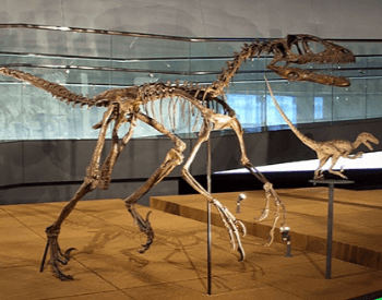A picture of a Deinonychus museum exhibit