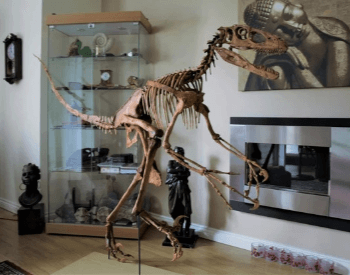 A picture of a Deinonychus skeleton replica