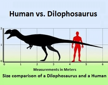 A diagram comparing the size of a human to a Dilophosaurus.