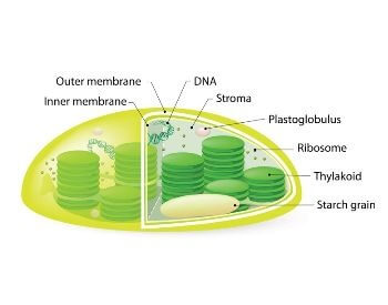 A diagram of a chloroplast