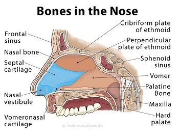 A diagram of all the bones in the human nose