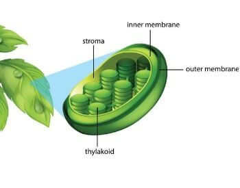 A diagram of a leaf and chloroplast
