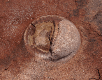 A picture of an embyro inside a fossilized dinosaur egg
