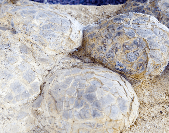 A close-up picture of dinosaur eggs found in France