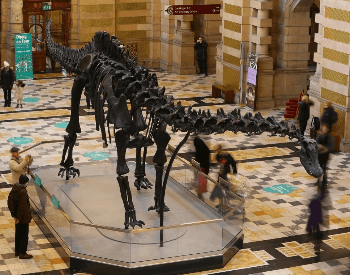 A photo of a Diplodocus fossil, a dinosaur that lived during the Late Jurassic Period