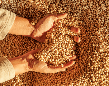 A picture of a farmer holding soybeans
