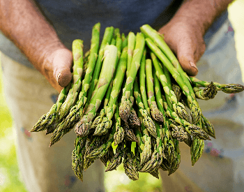 A picture of a farmer holding harvested asparagus