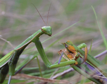 A close-up picture of a female praying mantis eating its mate