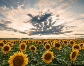 A picture of a field of sunflower plants